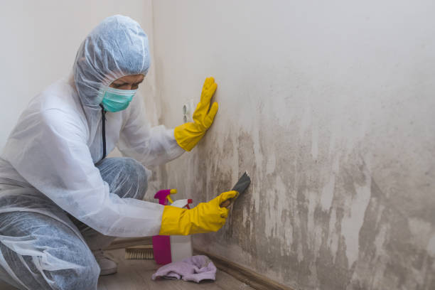 Best Toxic Mold Removal  in Belvidere, IL