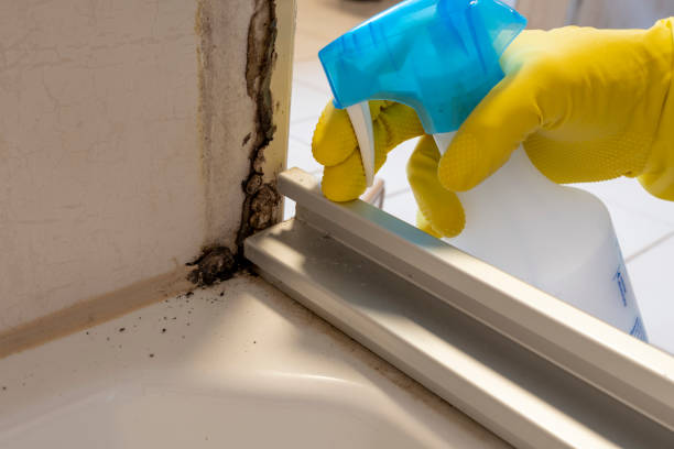 Best Mold Testing  in Belvidere, IL