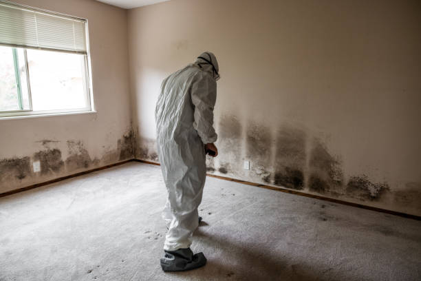 Best Emergency Mold Removal  in Belvidere, IL