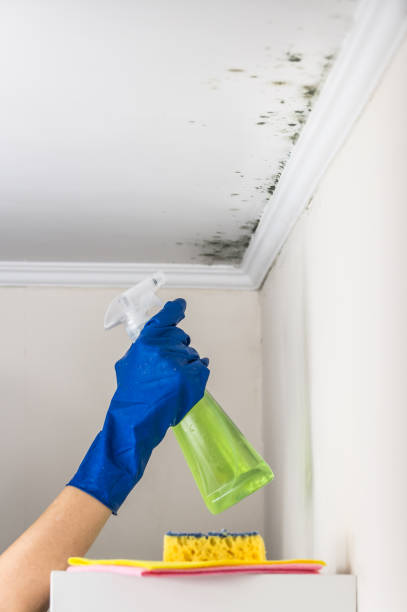 Best Mold Removal Process  in Belvidere, IL